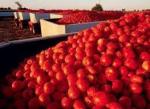 Tunisie- Nabeul: La production de tomates dépasse 300.000 tonnes