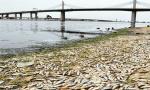 Tunisie : les causes du rejet de 10 tonnes de sardines par la mer à Rades
