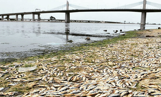 Tunisie : les causes du rejet de 10 tonnes de sardines par la mer à Rades