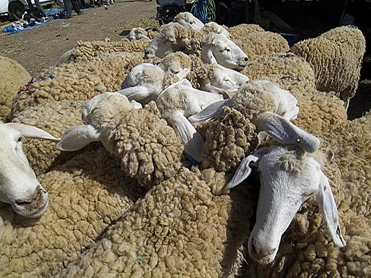 Tunisie: près de 1,045 million de moutons disponibles sur le marché local