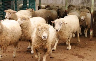 Tunis: Le ministère du commerce baisse les prix du mouton par l'importation