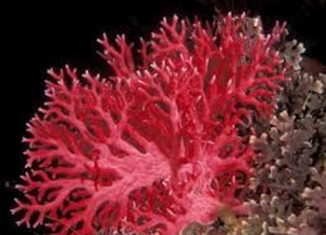 Tabarka: Saisie de 200 kg de corail d'une valeur de 2 MD