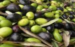Les prix s'envolent de nouveau HUILE D'OLIVE