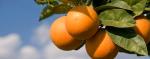 Commercialisation des oranges tunisiennes sur le marché russe