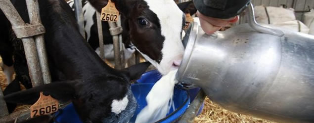Tunisie-Stocks record de lait : les autorités réagissent