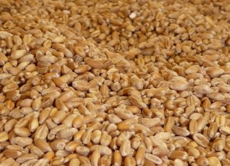 Tunis : Achats de blé meunier et d'orge fourragère