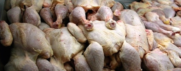 Bizerte : saisie de 1700 poulets dans un abattoir anarchique