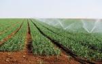 Le secteur irrigué acquiert ses lettres de noblesseLE KEF ' DEVELOPPEMENT AGRICOLE