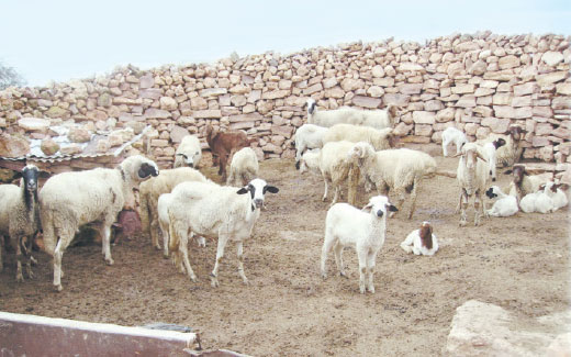 Grogne et indignation chez les éleveursLe KEF ' HAUSSE DES PRIX DE L'ORGE