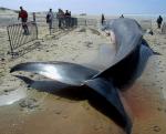 Tunisie , Faits divers : Une baleine de 6 tonnes à Sidi Bou Saïd