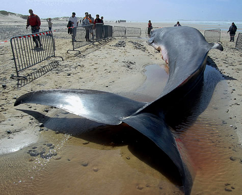 Tunisie , Faits divers : Une baleine de 6 tonnes à Sidi Bou Saïd
