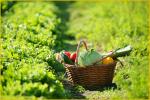 L'agriculture biologique dans les dix gouvernorats du nord thème d'un colloque à Béja
