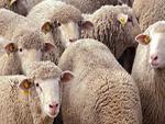 Le premier lot des moutons importés arrivera en Tunisie au cours de la semaine prochaine