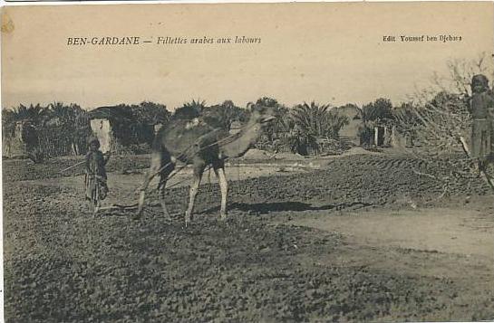 Ben Gardane Fillettes arabes Travail enfant labour avec dromadaire Youssef ben Djebara