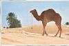 Douz -sud Tunisien-chameau solitaire