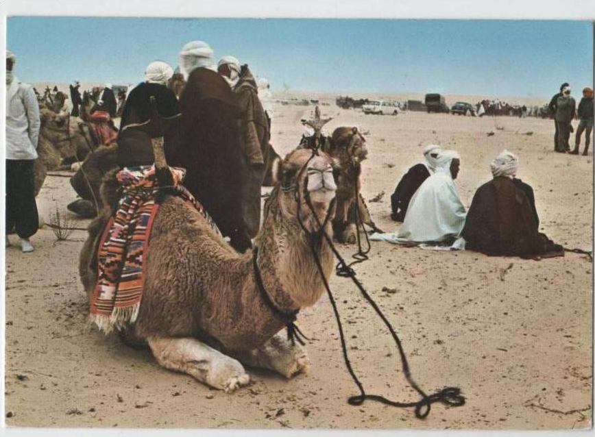 Sud Tunisien - Festival de Douz - Camels