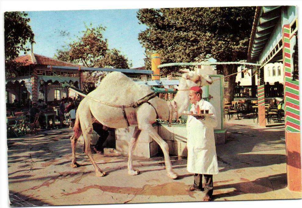 La Marsa - Tunisie - Le café Saf-Saf
