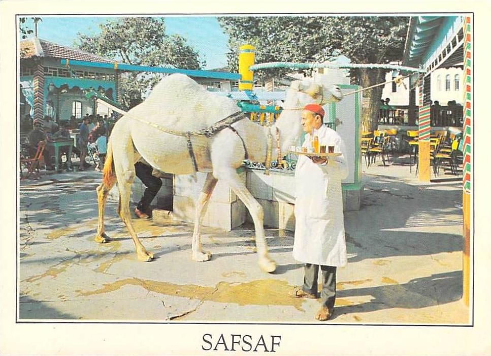 TUNISIE- La Marsa le Café Saf-Saf (dromadaire)( Editions Chamam Tunis n° C 58.) * PRIX FIXE