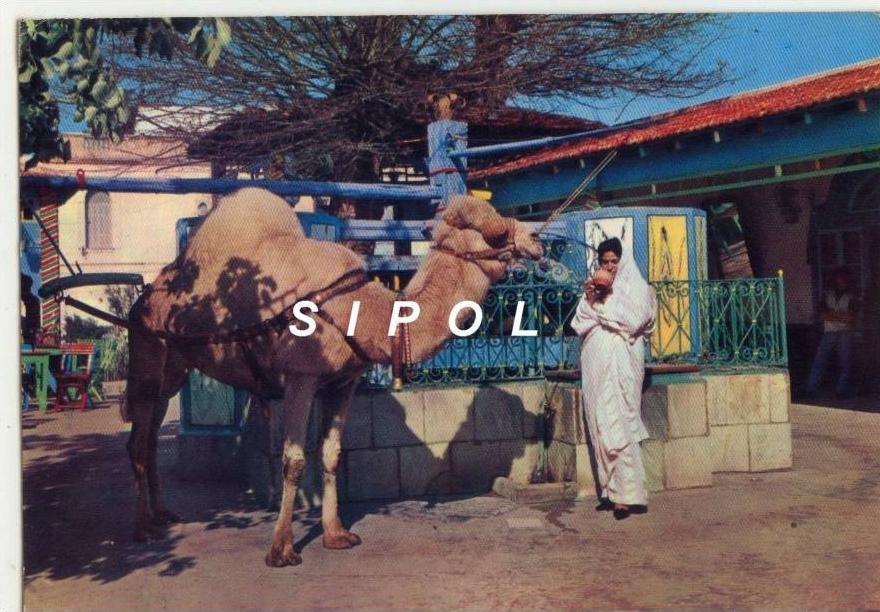 La Marsa café du Saf Saf Chameau et Femme en costume local