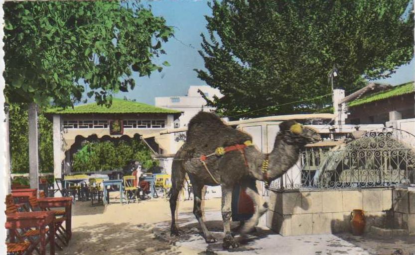 La Marsa - Café du Saf Saf