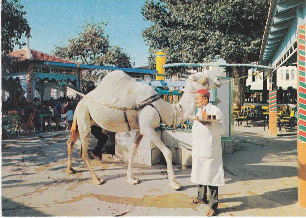 TUNISIE,AFRIQUE,LA MARSA,prés TUNIS,ville chic,riche,café SAF-SAF,chameau,serveur tunisois,métier