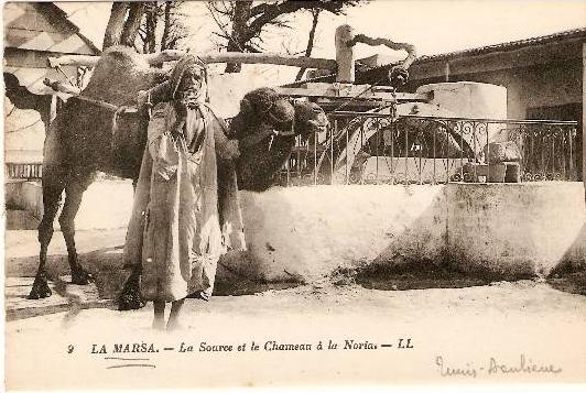 La Marsa. La source et le chameau à la Noria