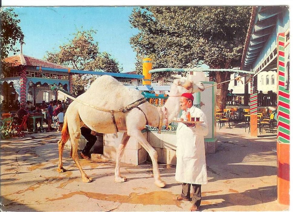 LA MARSA Café Saf-Saf - Chameau - Camel