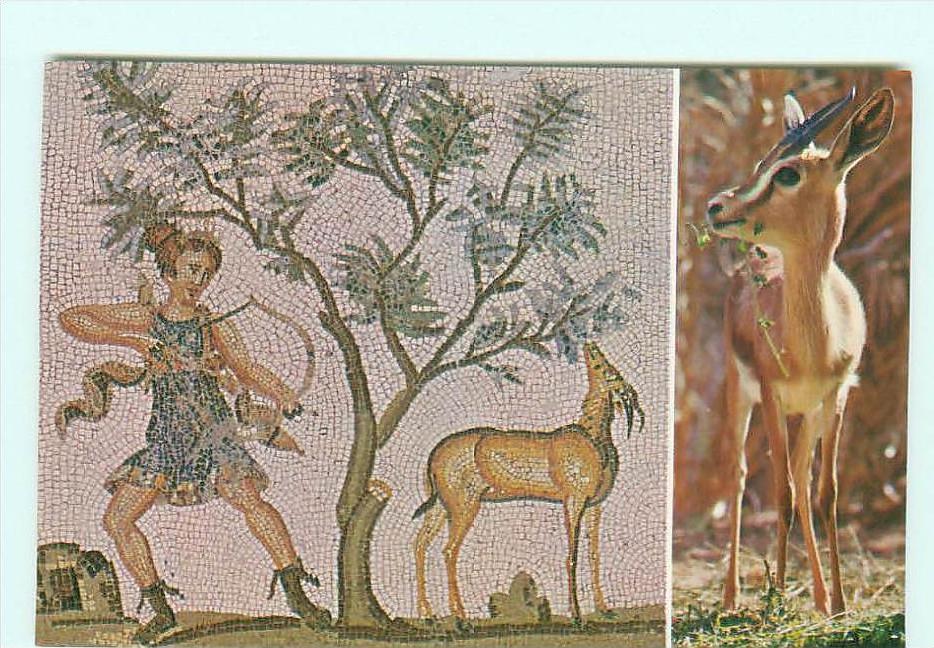 LE BARDO / MOSAÏQUE / GAZELLE DU SAHARA