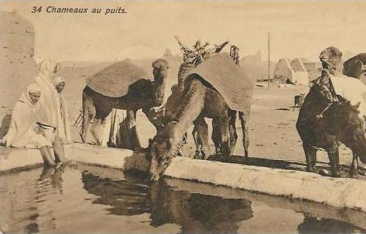 Tunisie, Le Kram, Chameaux au puits