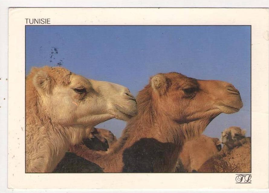 A 1152/ TUNISIE COUPLE DE CHAMEAUX TETE 1994 CACHET MAHDIA HIBOUN
